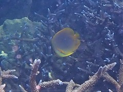 Chaetodon aureofasciatus