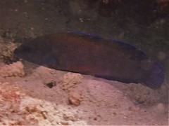 Assiculus punctatus