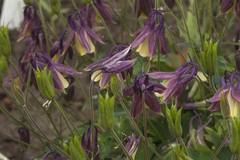 Aquilegia flabellata