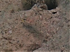 Valenciennea longipinnis