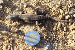 Sceloporus parvus