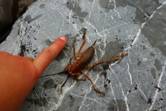 Deinacrida pluvialis