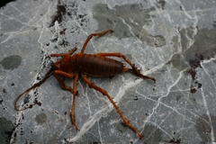 Deinacrida pluvialis