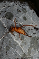 Deinacrida pluvialis