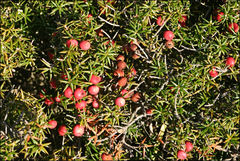 Leptecophylla oxycedrus