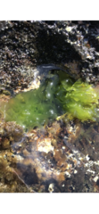 Ulva fasciata