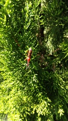 Baryrhynchus poweri