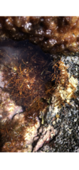 Coelothrix irregularis