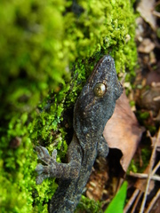 Gekko japonicus