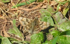 Carcharodus tripolina