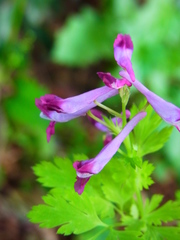 Corydalis incisa