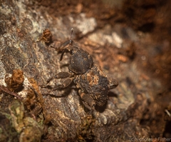 Methidrysis afflicta