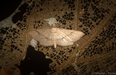 Addaea subtessellata