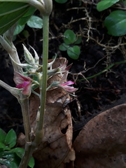 Flemingia macrophylla
