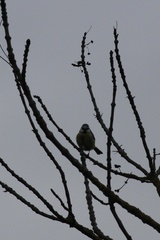 Cyanistes caeruleus