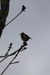 Carduelis carduelis