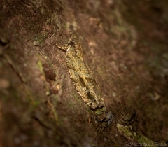 Metrioglypha phyllodes