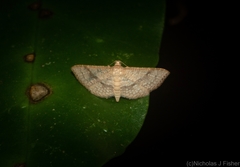 Addaea subtessellata