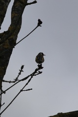 Carduelis carduelis