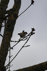 Carduelis carduelis