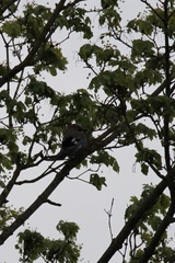 Garrulus glandarius