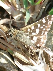 Spialia galba