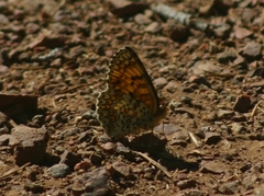 Melitaea ornata