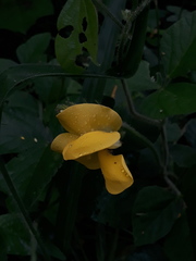 Vigna lasiocarpa