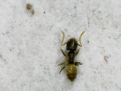 Tapinoma melanocephalum