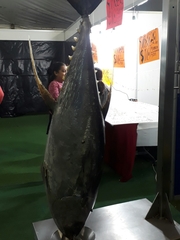 Thunnus