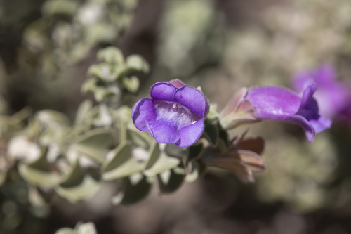 round-leaf emu bush (Eremophila rotundifolia)