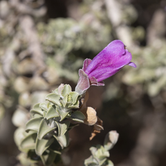 Eremophila rotundifolia