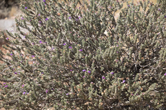 Eremophila rotundifolia
