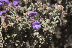 Eremophila rotundifolia
