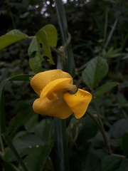 Vigna lasiocarpa