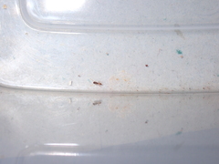 Tapinoma melanocephalum