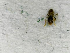 Tapinoma melanocephalum