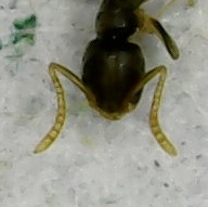 Tapinoma melanocephalum