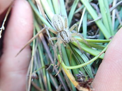 Dolomedes minor