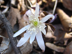 Anemonoides raddeana