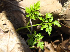 Osmorhiza aristata