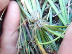 Dolomedes minor