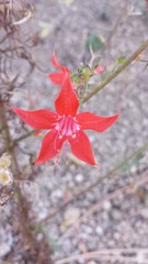 Ipomopsis aggregata formosissima