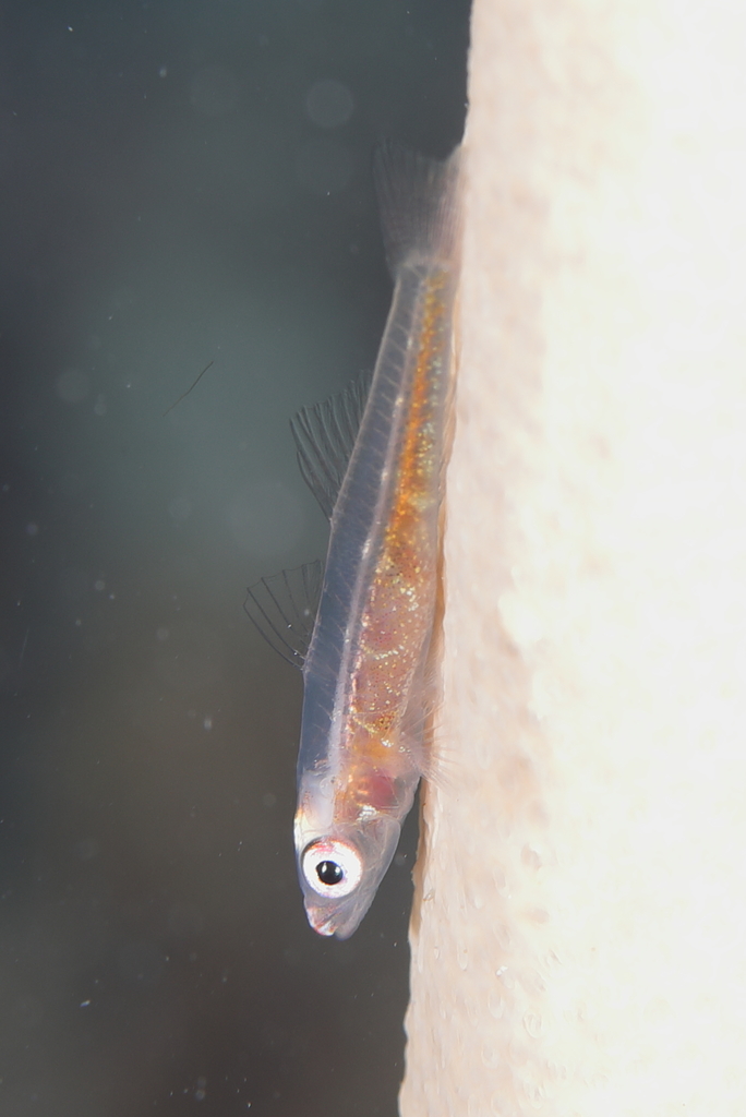 Nexus Goby
