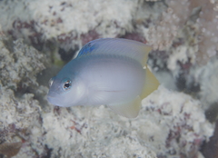 Oxycercichthys veliferus