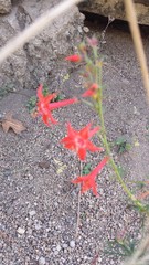 Ipomopsis aggregata formosissima