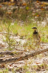 Gavicalis fasciogularis