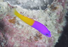 Bicoloured Dottyback photo 3