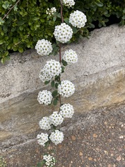 Spiraea virginiana