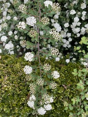 Spiraea virginiana